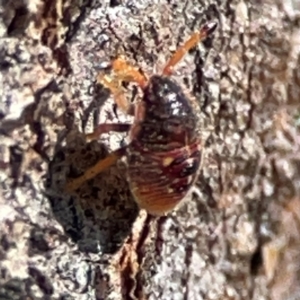 Anischys luteovarius at Parkes, ACT - 25 Apr 2024