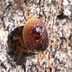 Anischys luteovarius at Parkes, ACT - 25 Apr 2024