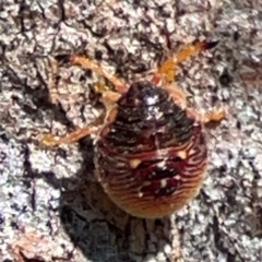 Anischys luteovarius at Parkes, ACT - 25 Apr 2024