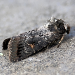 Proteuxoa restituta at Parkes, ACT - 25 Apr 2024 11:39 AM