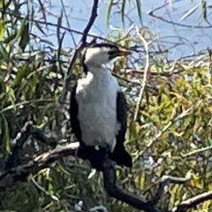 Microcarbo melanoleucos (Little Pied Cormorant) at Lake Burley Griffin Central/East - 25 Apr 2024 by Hejor1