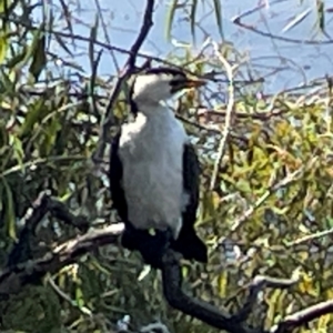 Microcarbo melanoleucos at Lake Burley Griffin Central/East - 25 Apr 2024 12:05 PM