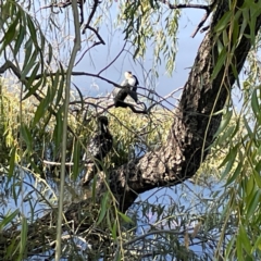 Microcarbo melanoleucos at Lake Burley Griffin Central/East - 25 Apr 2024 12:05 PM