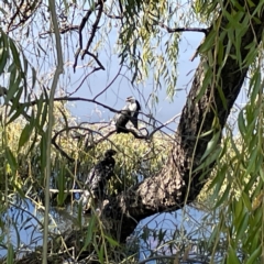 Microcarbo melanoleucos at Lake Burley Griffin Central/East - 25 Apr 2024 12:05 PM