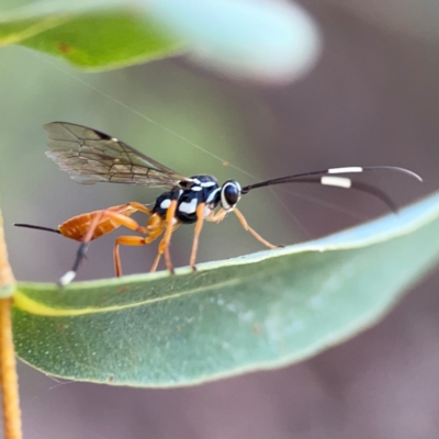 Gotra sp. (genus) (Unidentified Gotra ichneumon wasp) at Parkes, ACT - 25 Apr 2024 by Hejor1