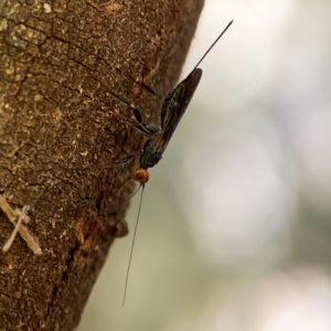 Braconidae (family) at Parkes, ACT - 25 Apr 2024