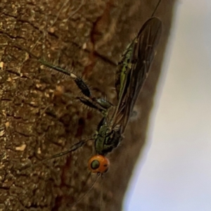 Braconidae (family) at Parkes, ACT - 25 Apr 2024