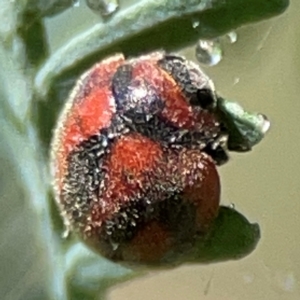 Novius bellus at Parkes, ACT - 25 Apr 2024