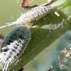 Pseudococcidae sp. (family) (A mealybug) at Parkes, ACT - 25 Apr 2024 by Hejor1