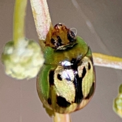 Peltoschema hamadryas (Hamadryas leaf beetle) at Parkes, ACT - 25 Apr 2024 by Hejor1