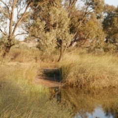 Dendrocygna eytoni at Morton Plains, VIC - 31 Oct 2018 07:11 AM