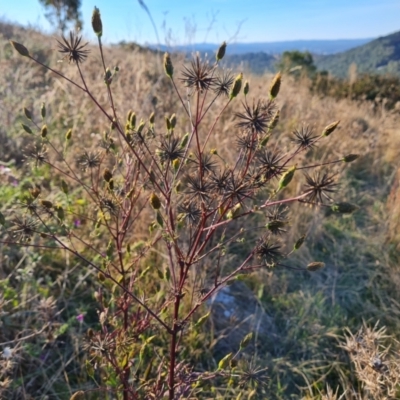 Bidens subalternans (Greater Beggars Ticks) at Isaacs Ridge and Nearby - 25 Apr 2024 by Mike