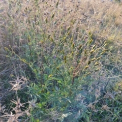 Bidens subalternans at Isaacs Ridge - 25 Apr 2024