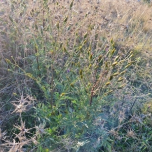 Bidens subalternans at Isaacs Ridge - 25 Apr 2024