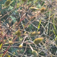 Bidens subalternans at Isaacs Ridge - 25 Apr 2024