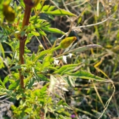 Bidens subalternans at Isaacs Ridge - 25 Apr 2024 03:37 PM