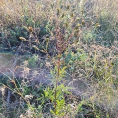 Bidens subalternans at Isaacs Ridge - 25 Apr 2024