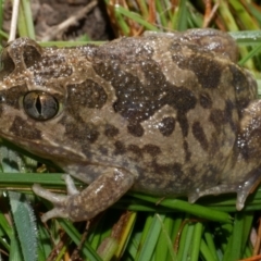 Neobatrachus sudellae at Morton Plains, VIC - 13 Aug 2017 by WendyEM