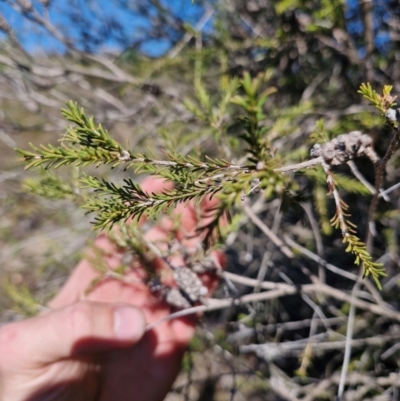 Melaleuca parvistaminea (Small-flowered Honey-myrtle) at Lower Cotter Catchment - 24 Apr 2024 by Jackserbatoioactgov