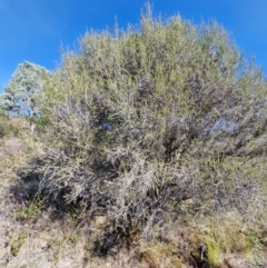 Melaleuca parvistaminea at Lower Cotter Catchment - 24 Apr 2024