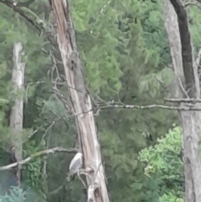 Haliaeetus leucogaster (White-bellied Sea-Eagle) at Currowan, NSW - 24 Apr 2024 by UserCqoIFqhZ