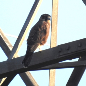 Falco berigora at Lions Youth Haven - Westwood Farm A.C.T. - 25 Apr 2024 07:37 AM