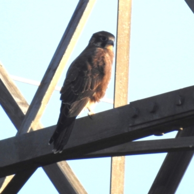 Falco berigora (Brown Falcon) at Lions Youth Haven - Westwood Farm A.C.T. - 24 Apr 2024 by HelenCross
