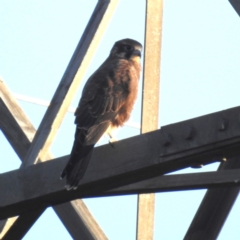 Falco berigora (Brown Falcon) at Lions Youth Haven - Westwood Farm - 24 Apr 2024 by HelenCross