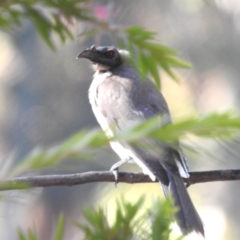 Philemon corniculatus (Noisy Friarbird) at Lake Tuggeranong - 25 Apr 2024 by HelenCross