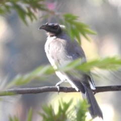 Philemon corniculatus (Noisy Friarbird) at Lake Tuggeranong - 24 Apr 2024 by HelenCross