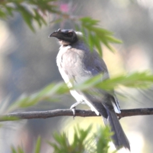 Philemon corniculatus at Lake Tuggeranong - 25 Apr 2024