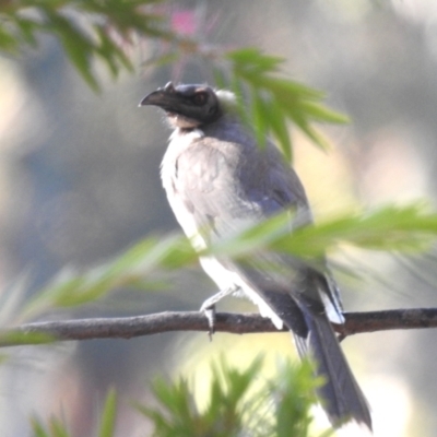 Philemon corniculatus (Noisy Friarbird) at Lake Tuggeranong - 24 Apr 2024 by HelenCross