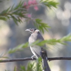 Philemon corniculatus at Lake Tuggeranong - 25 Apr 2024