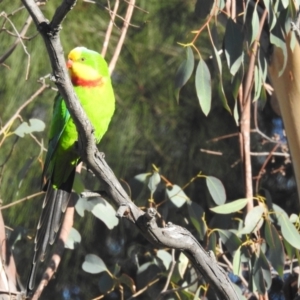 Polytelis swainsonii at Lake Tuggeranong - 25 Apr 2024