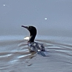 Phalacrocorax sulcirostris (Little Black Cormorant) at Barton, ACT - 25 Apr 2024 by Hejor1
