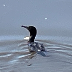 Phalacrocorax sulcirostris at Lake Burley Griffin Central/East - 25 Apr 2024 12:04 PM