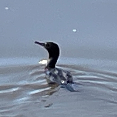 Phalacrocorax sulcirostris (Little Black Cormorant) at Lake Burley Griffin Central/East - 25 Apr 2024 by Hejor1