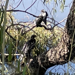 Phalacrocorax sulcirostris at Lake Burley Griffin Central/East - 25 Apr 2024 12:04 PM