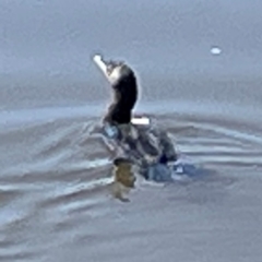 Phalacrocorax sulcirostris at Lake Burley Griffin Central/East - 25 Apr 2024 12:04 PM