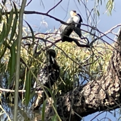 Phalacrocorax sulcirostris at Lake Burley Griffin Central/East - 25 Apr 2024