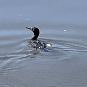 Phalacrocorax sulcirostris at Lake Burley Griffin Central/East - 25 Apr 2024 12:04 PM