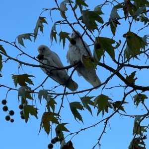 Cacatua sanguinea at Lake Ginninderra - 25 Apr 2024