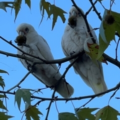 Cacatua sanguinea at Lake Ginninderra - 25 Apr 2024