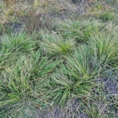 Nassella neesiana (Chilean Needlegrass) at Isaacs, ACT - 25 Apr 2024 by Mike