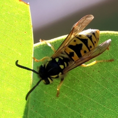 Vespula germanica (European wasp) at Monitoring Site 105 - Remnant - 24 Apr 2024 by KylieWaldon