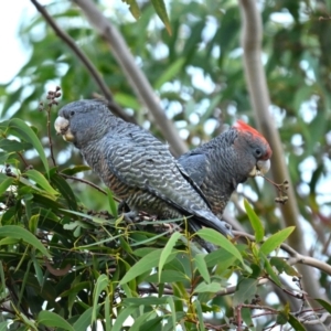 Callocephalon fimbriatum at Forrest, ACT - suppressed