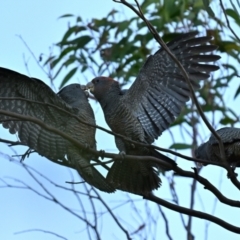 Callocephalon fimbriatum at Forrest, ACT - suppressed