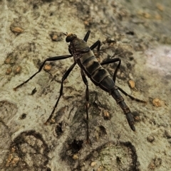 Boreoides subulatus (Wingless Soldier Fly) at QPRC LGA - 25 Apr 2024 by MatthewFrawley