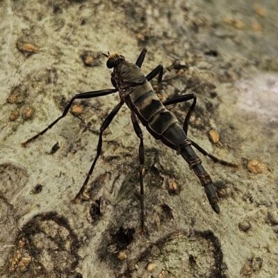 Boreoides subulatus (Wingless Soldier Fly) at Braidwood, NSW - 25 Apr 2024 by MatthewFrawley