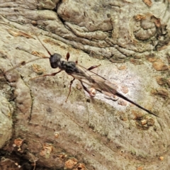 Monomachus antipodalis (A parasitic wasp) at Braidwood, NSW - 25 Apr 2024 by MatthewFrawley